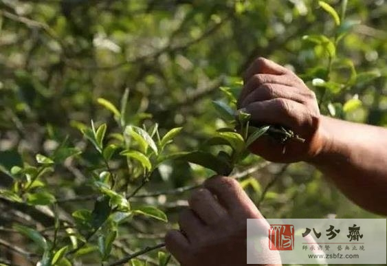 普洱茶