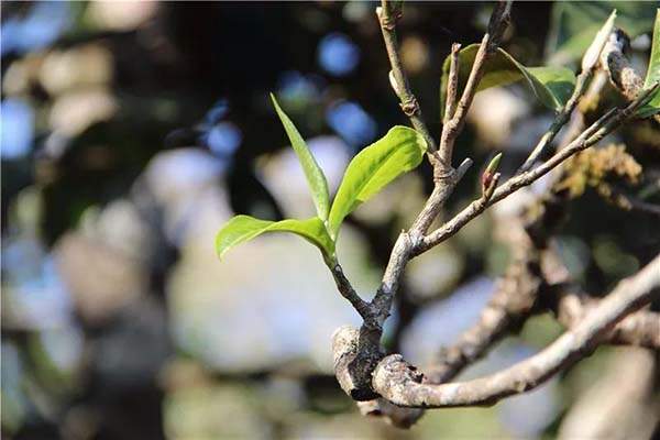 普洱茶为什么没有保质期？一款茶叶的保质期受到了哪些因素的影响？