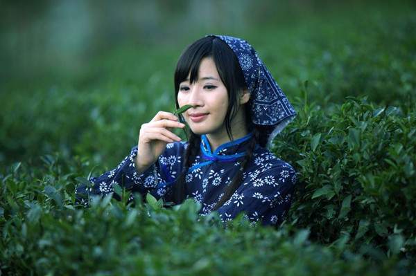 老杨说茶：同一棵茶树的芽叶可以做普洱茶也可以做红茶吗？