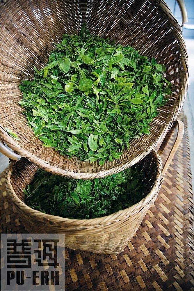 普洱新生茶究竟有多少种香气？