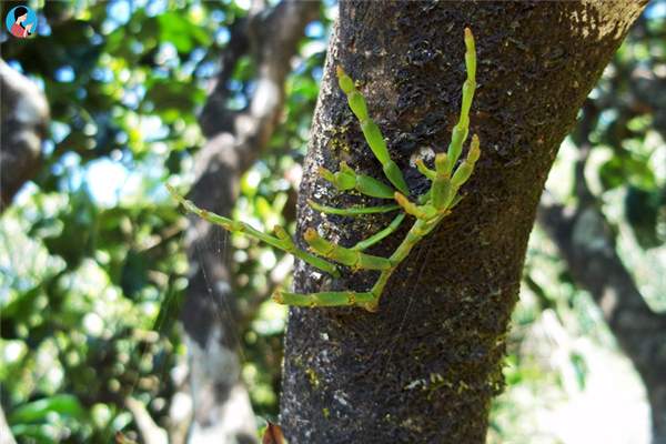 古茶树上的野生螃蟹脚，有什么功效与作用？