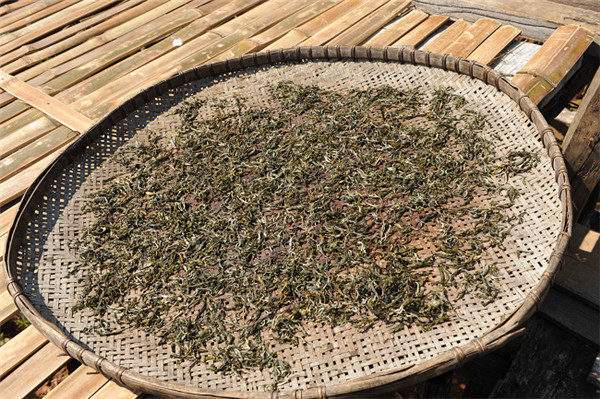 2016普洱春茶上市，“尝鲜”该注意哪些饮茶细节？
