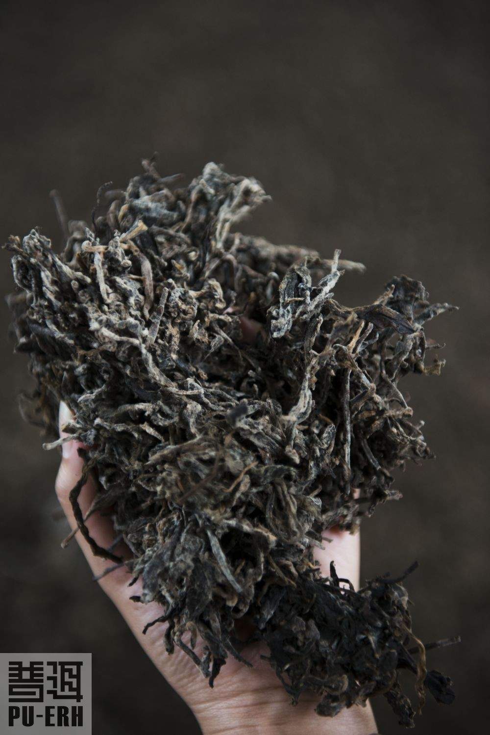 揭开普洱茶“发酵”的神秘面纱