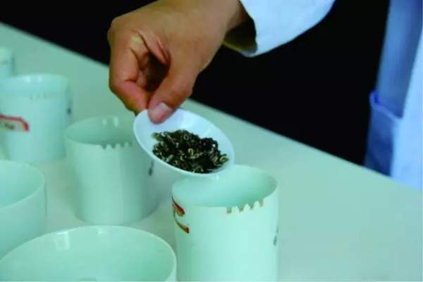 茶叶品质鉴评的程序及步骤