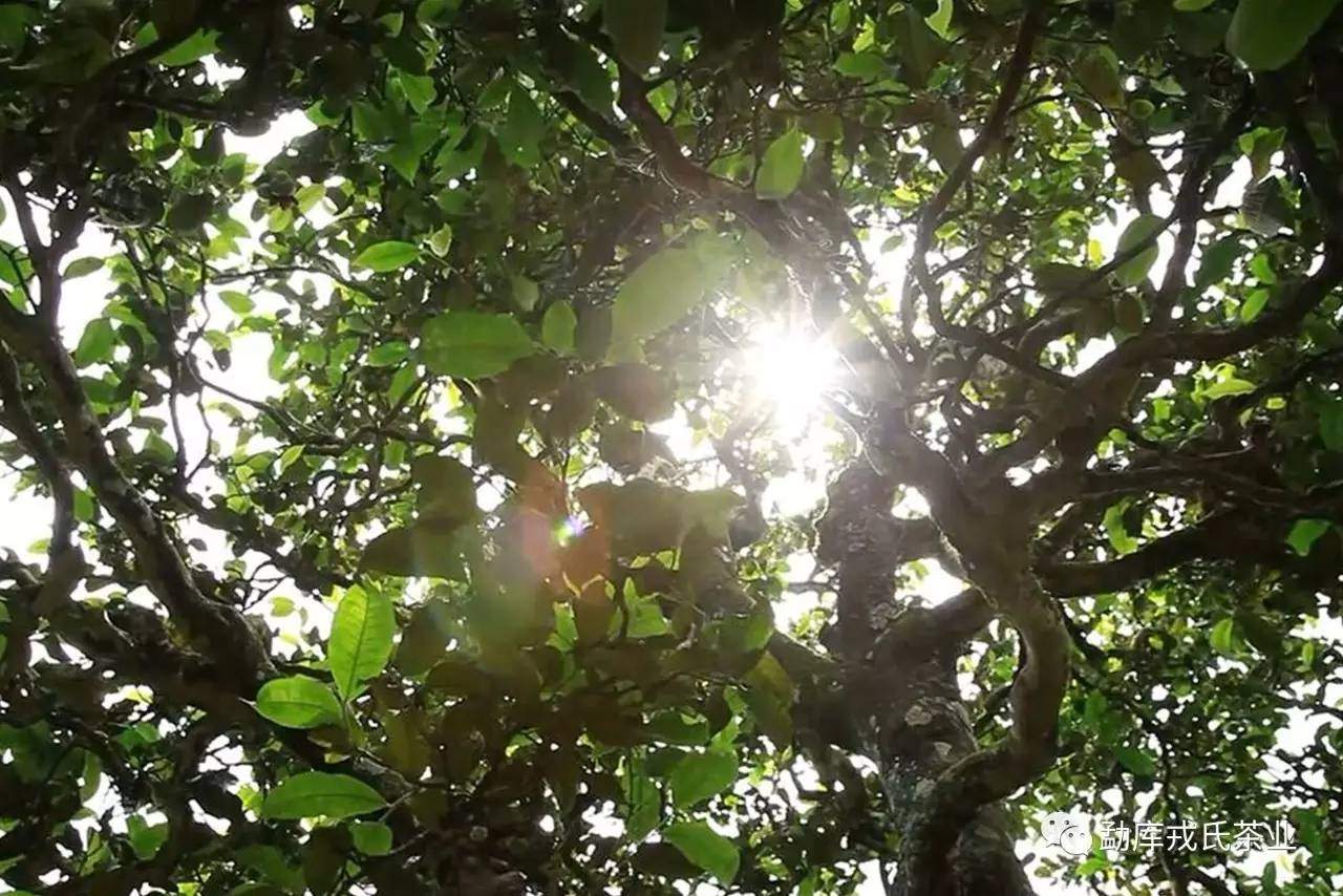 唯有普洱茶最解暑：消食、祛寒、解毒