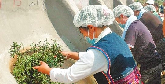 一篇文章读懂普洱茶原料的制作工艺