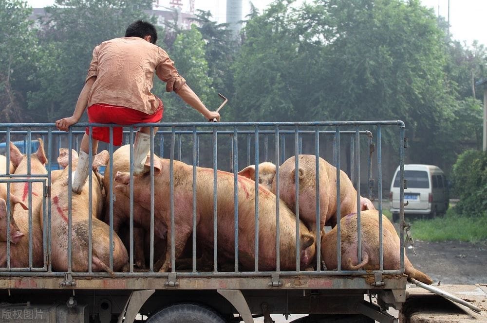 养猪赚钱风险很高，一不小心就被资本收割了